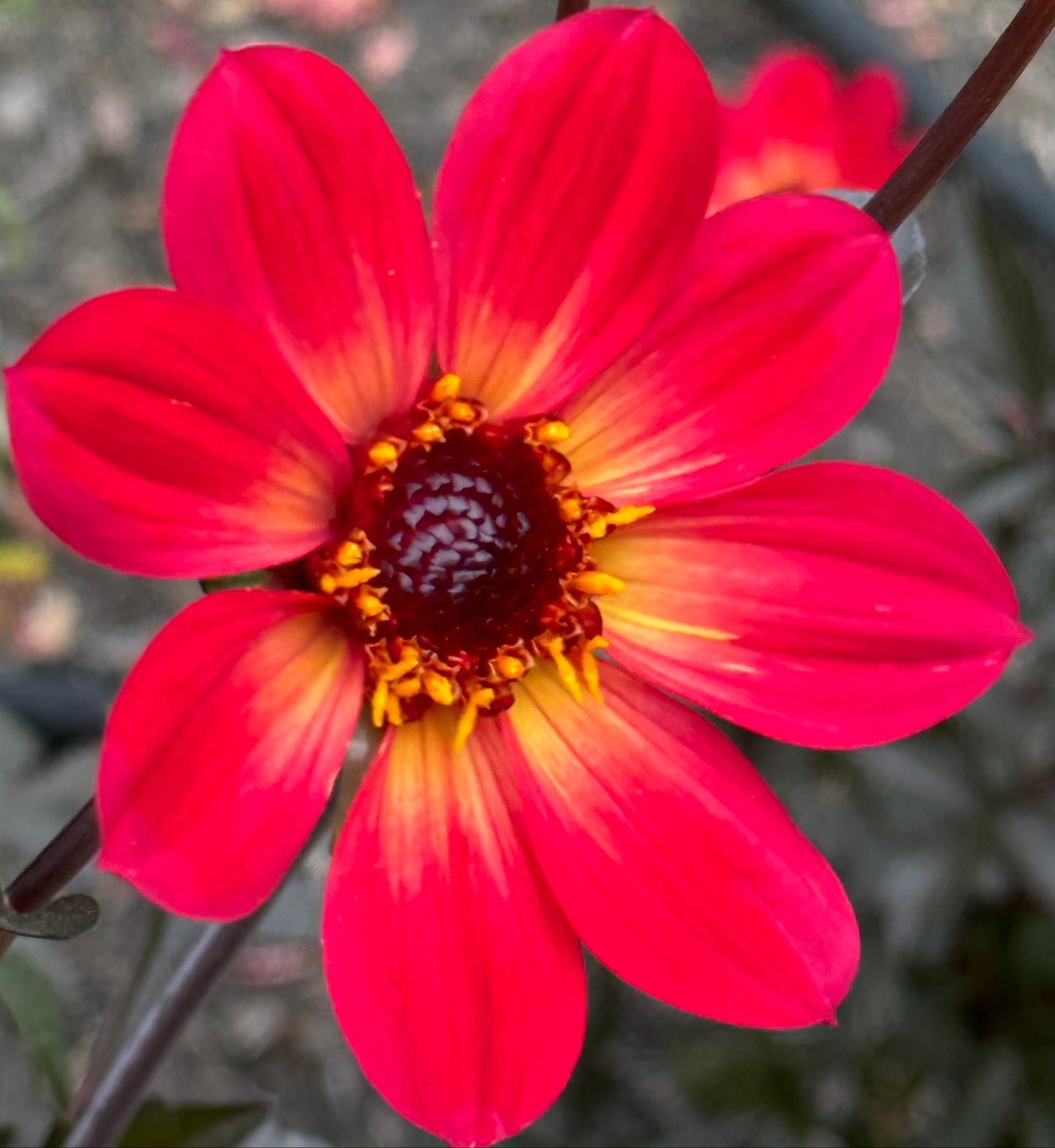 H S Flame Dahlia