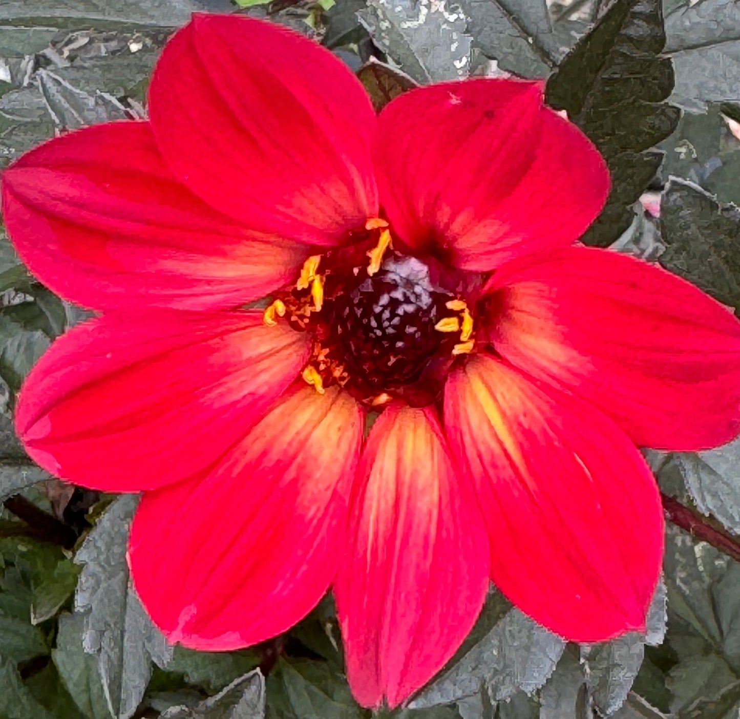 H S Flame Dahlia