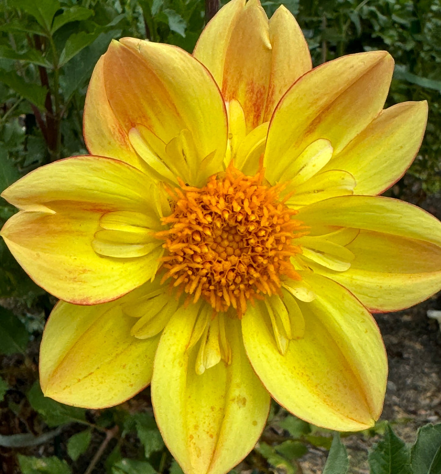 Saffron Blush Dahlia