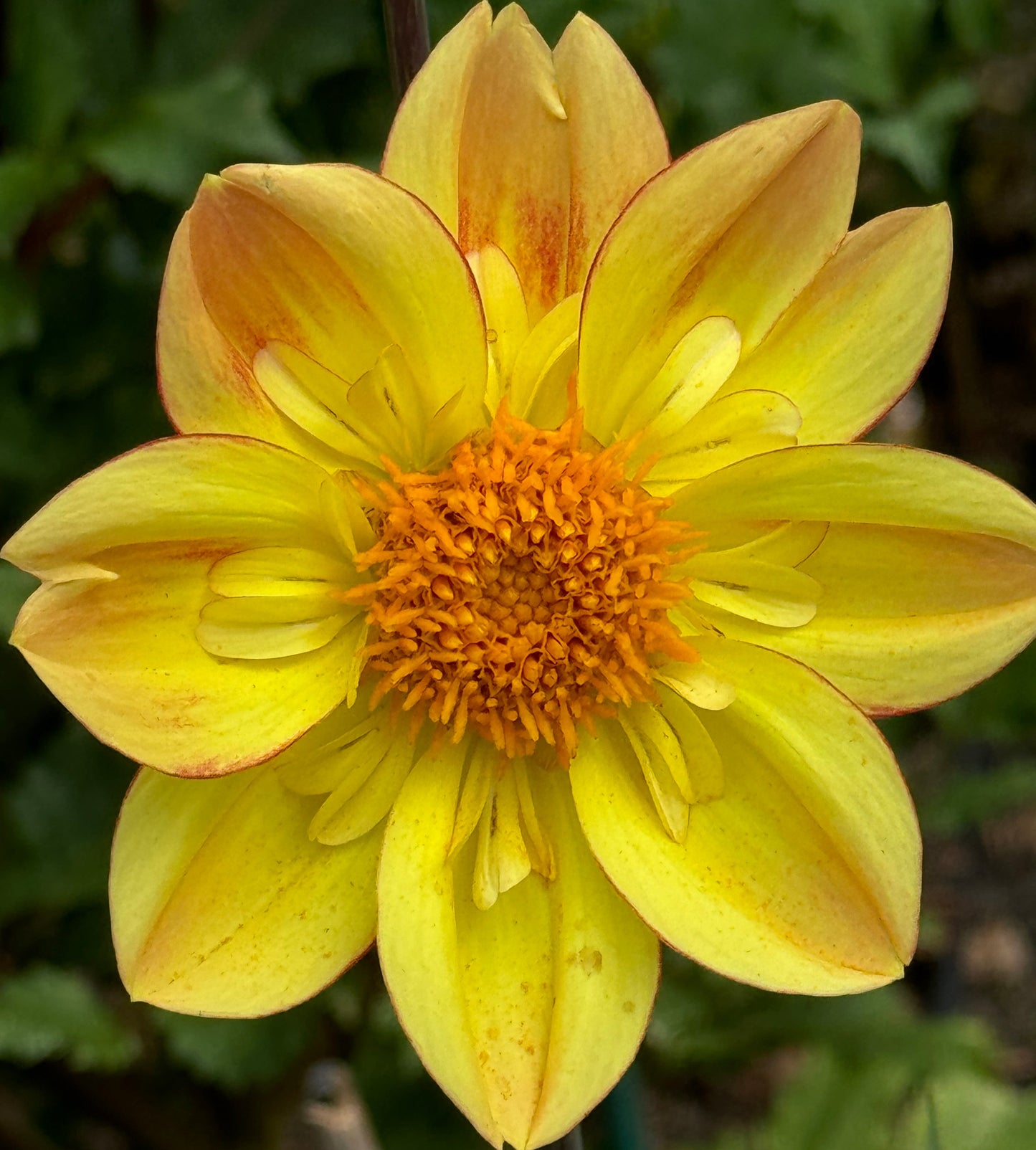 Saffron Blush Dahlia