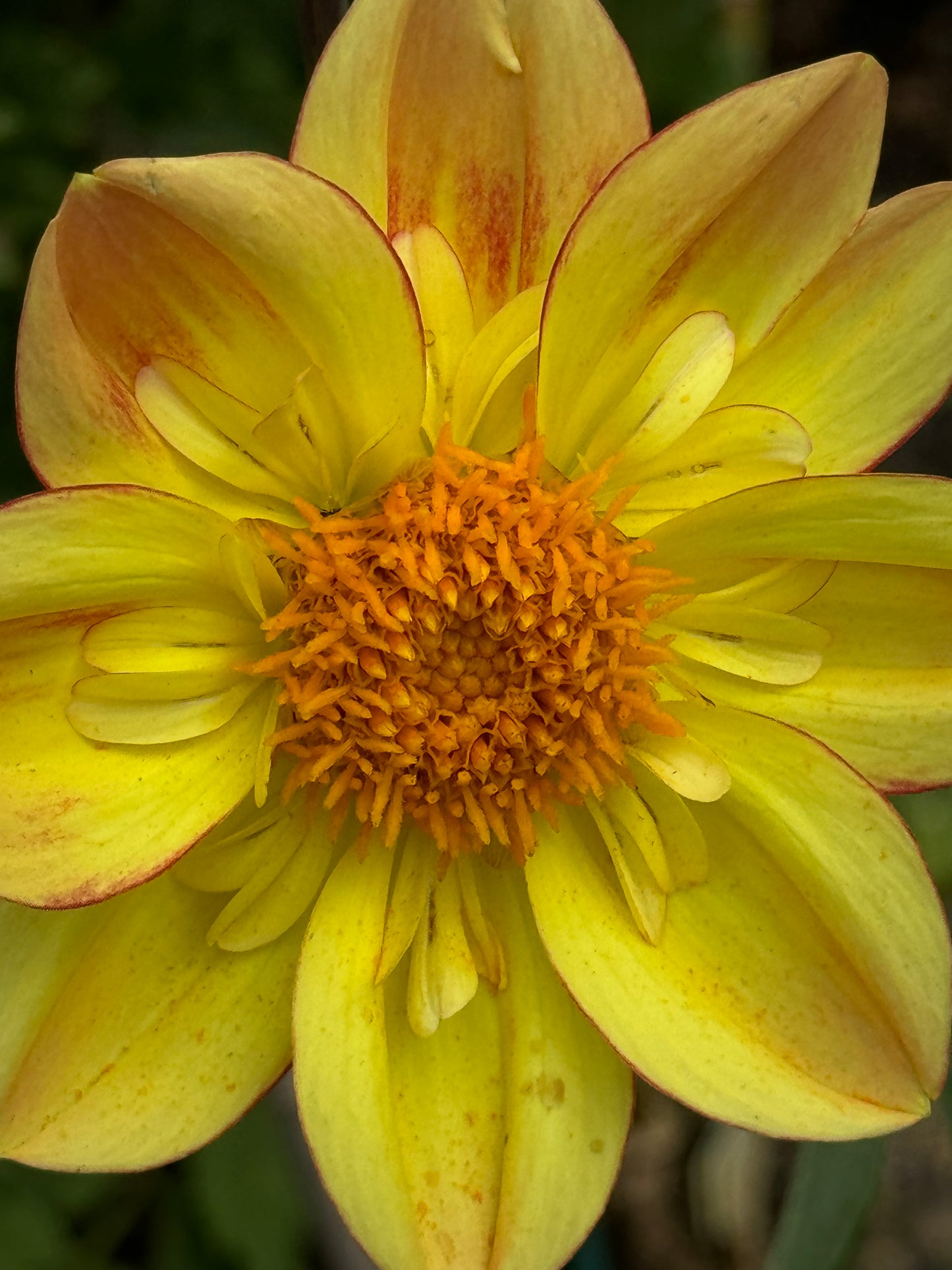 Saffron Blush Dahlia