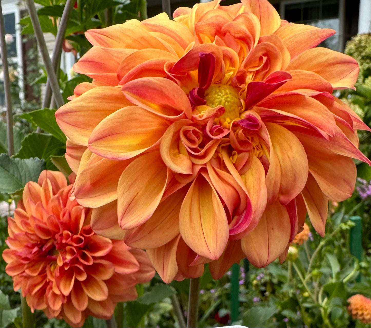 Ferncliff Copper Dahlia