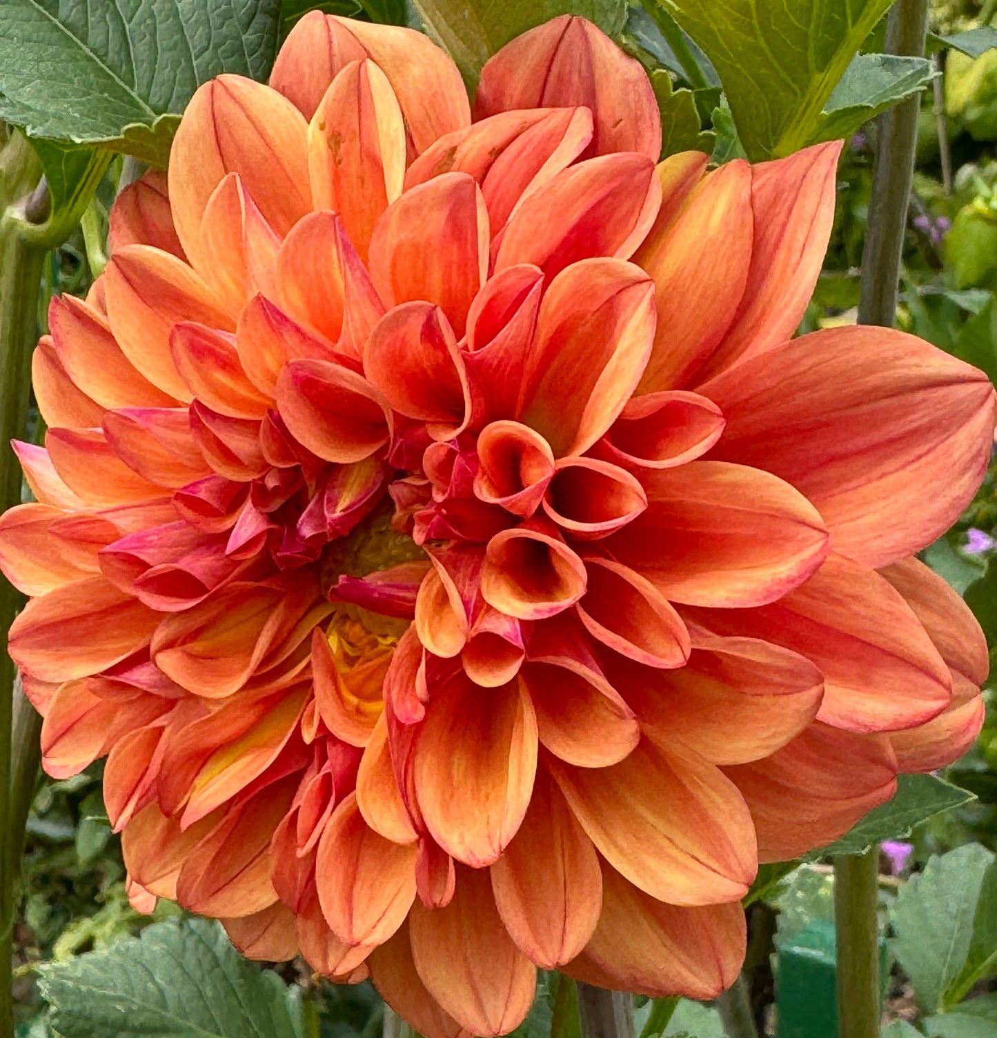 Ferncliff Copper Dahlia