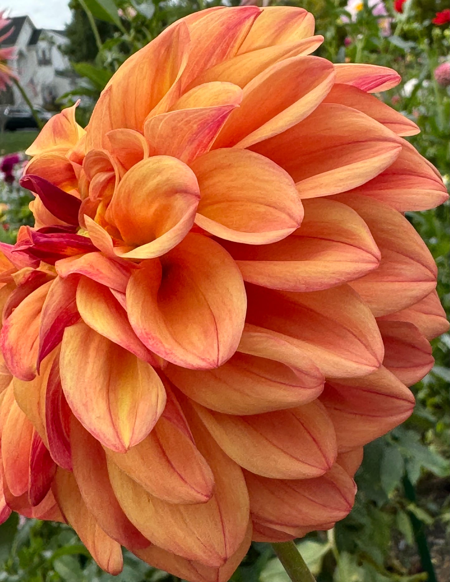 Ferncliff Copper Dahlia