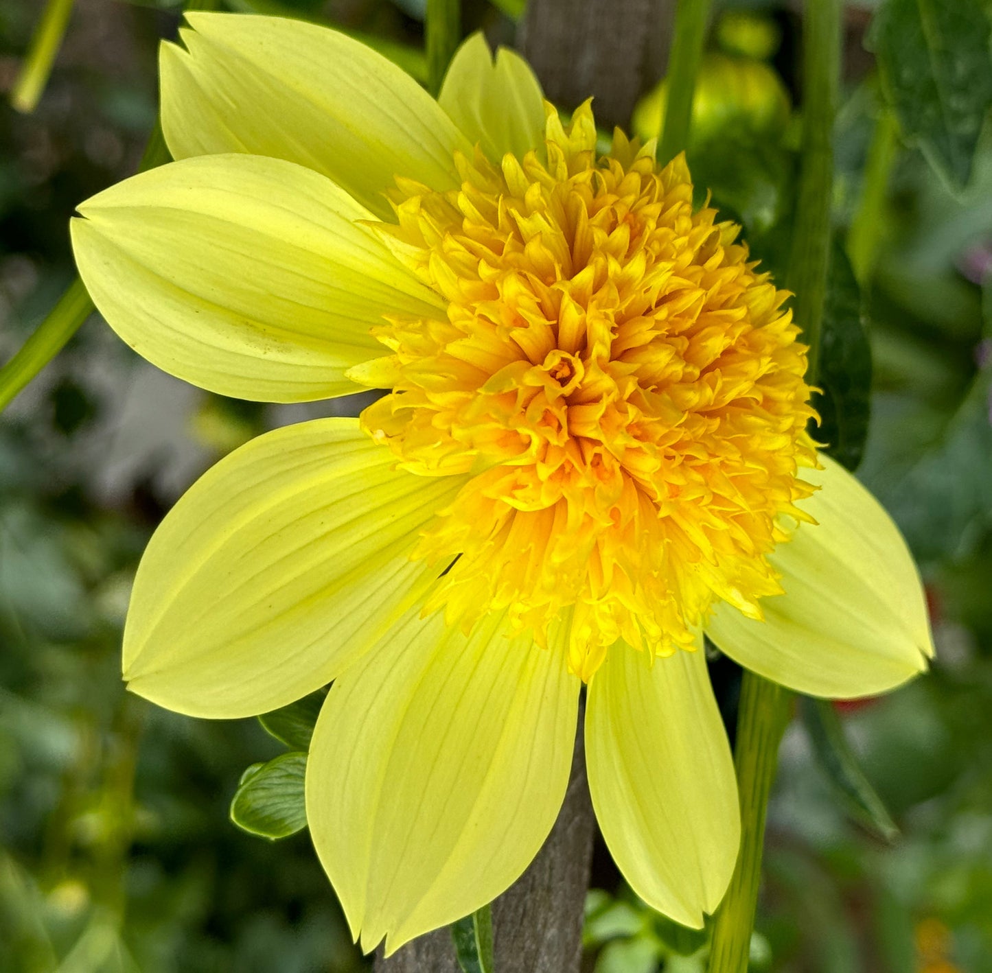 Sandia Sunbonnet Dahlia