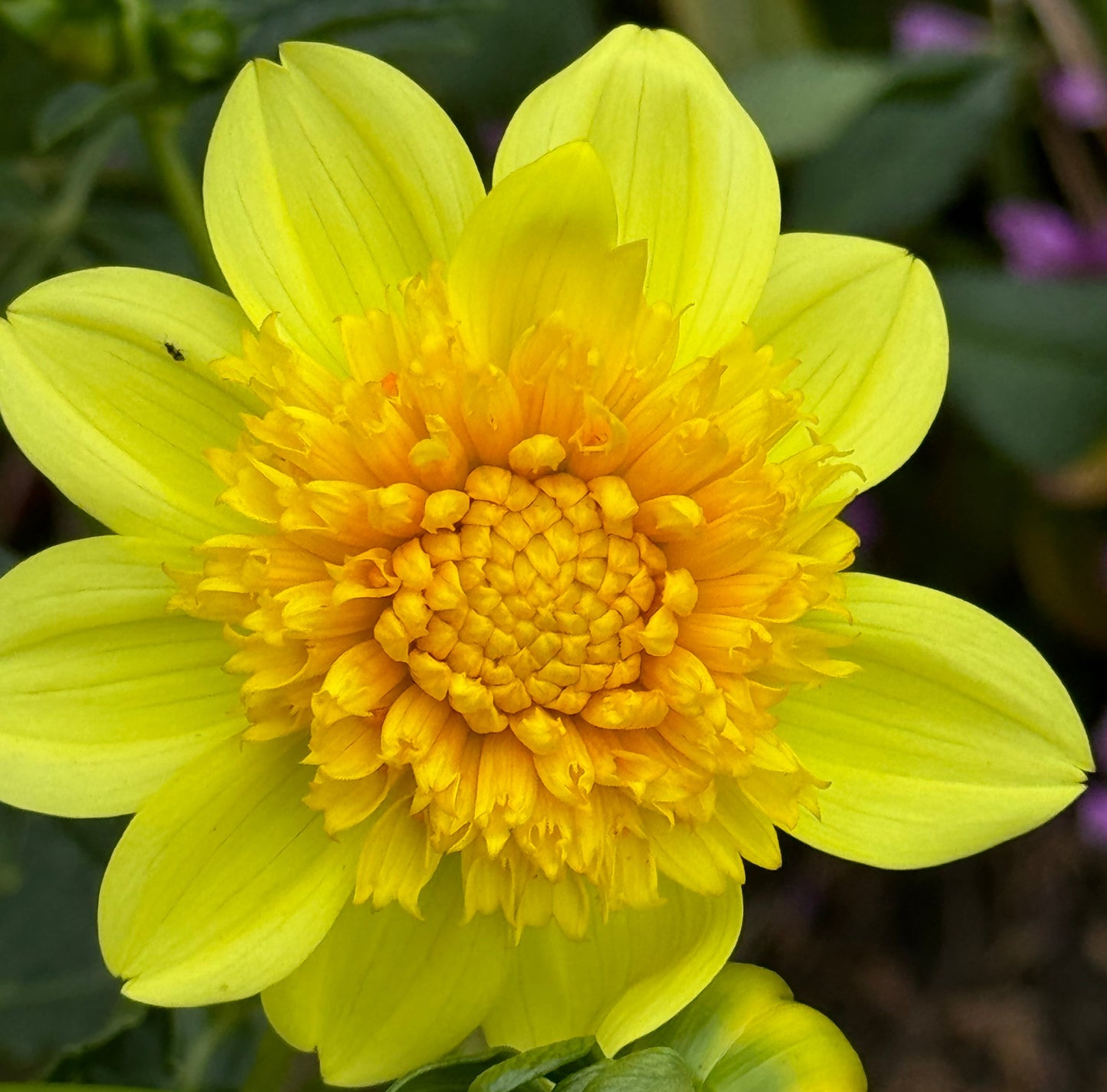 Sandia Sunbonnet Dahlia