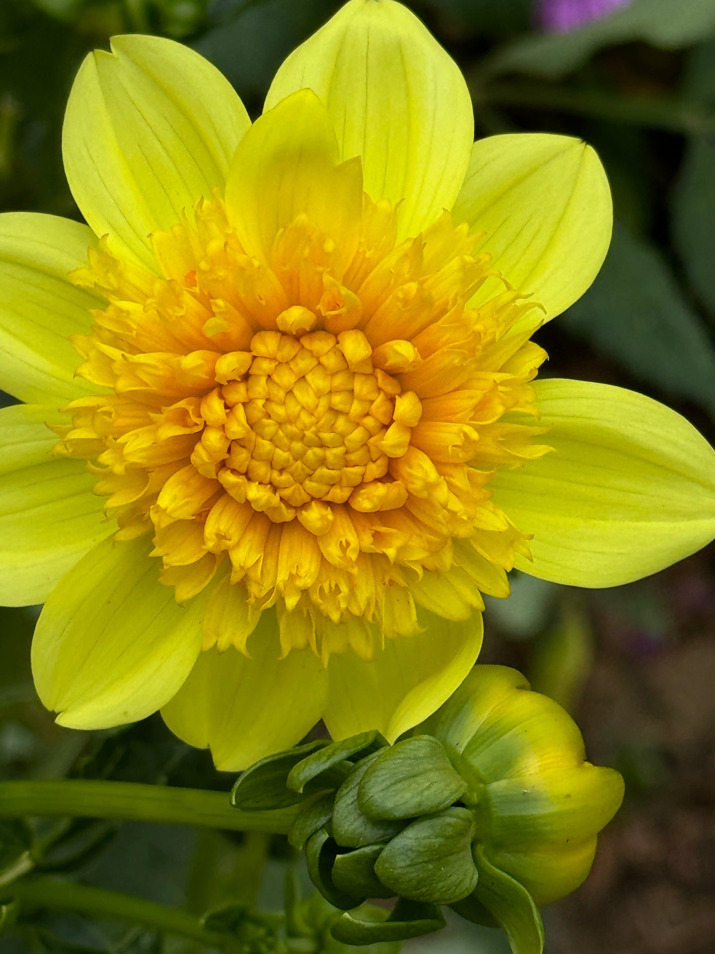 Sandia Sunbonnet Dahlia