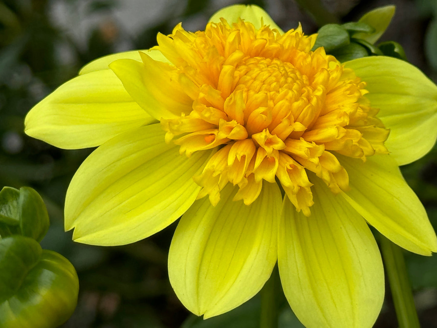 Sandia Sunbonnet Dahlia