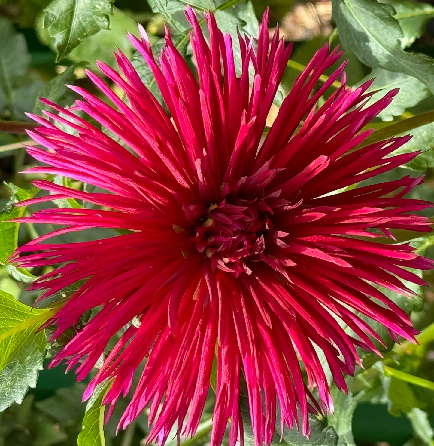 Urchin Dahlia