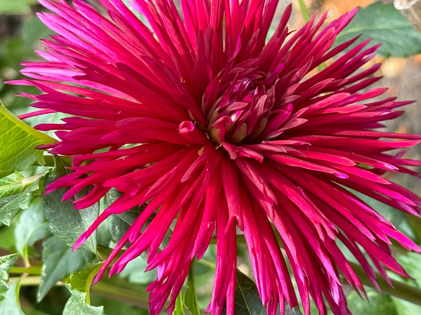 Urchin Dahlia