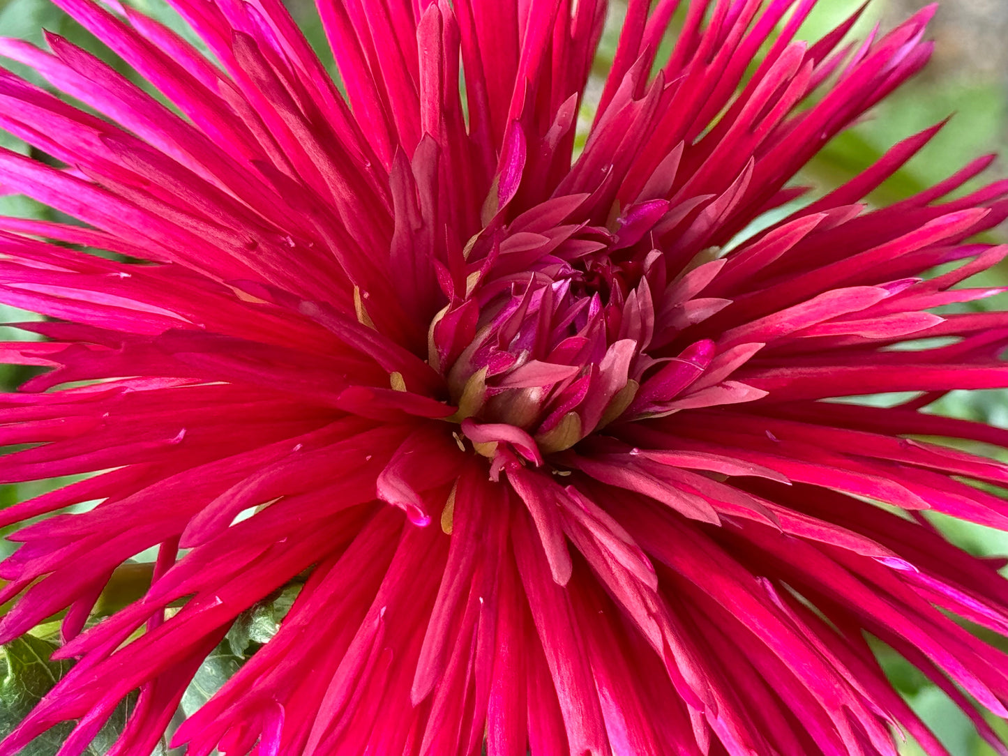 Urchin Dahlia