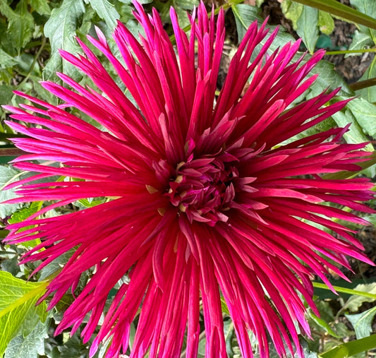 Urchin Dahlia