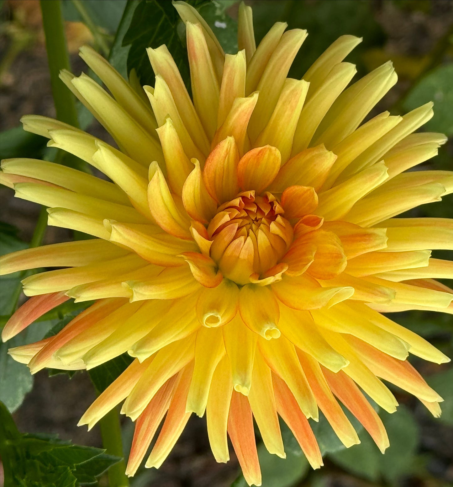 Allen’s Shockwave Dahlia