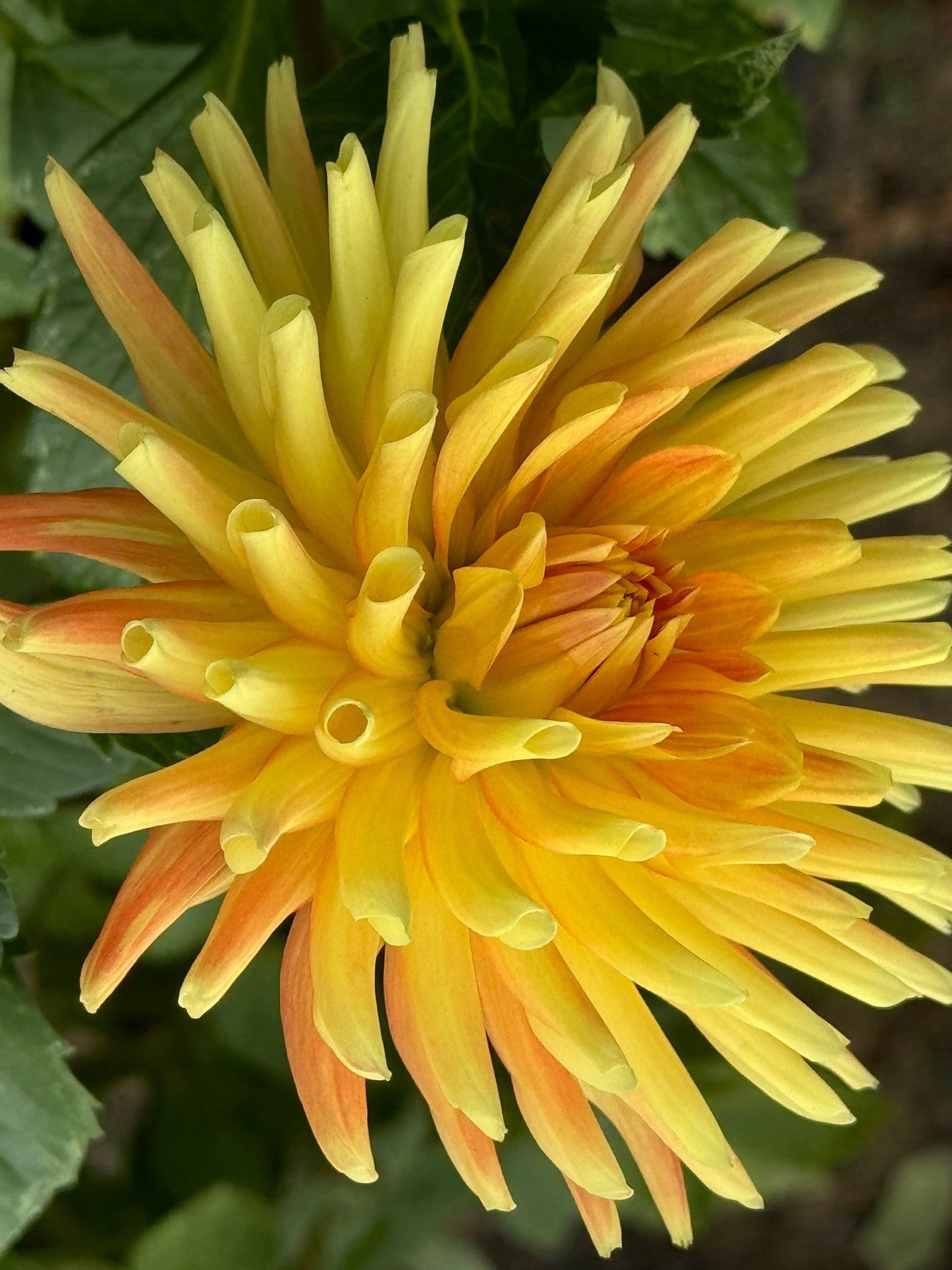 Allen’s Shockwave Dahlia