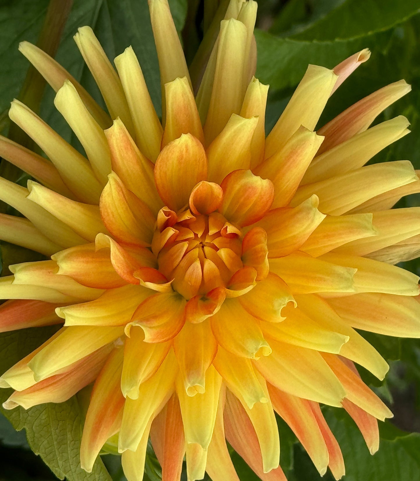 Allen’s Shockwave Dahlia