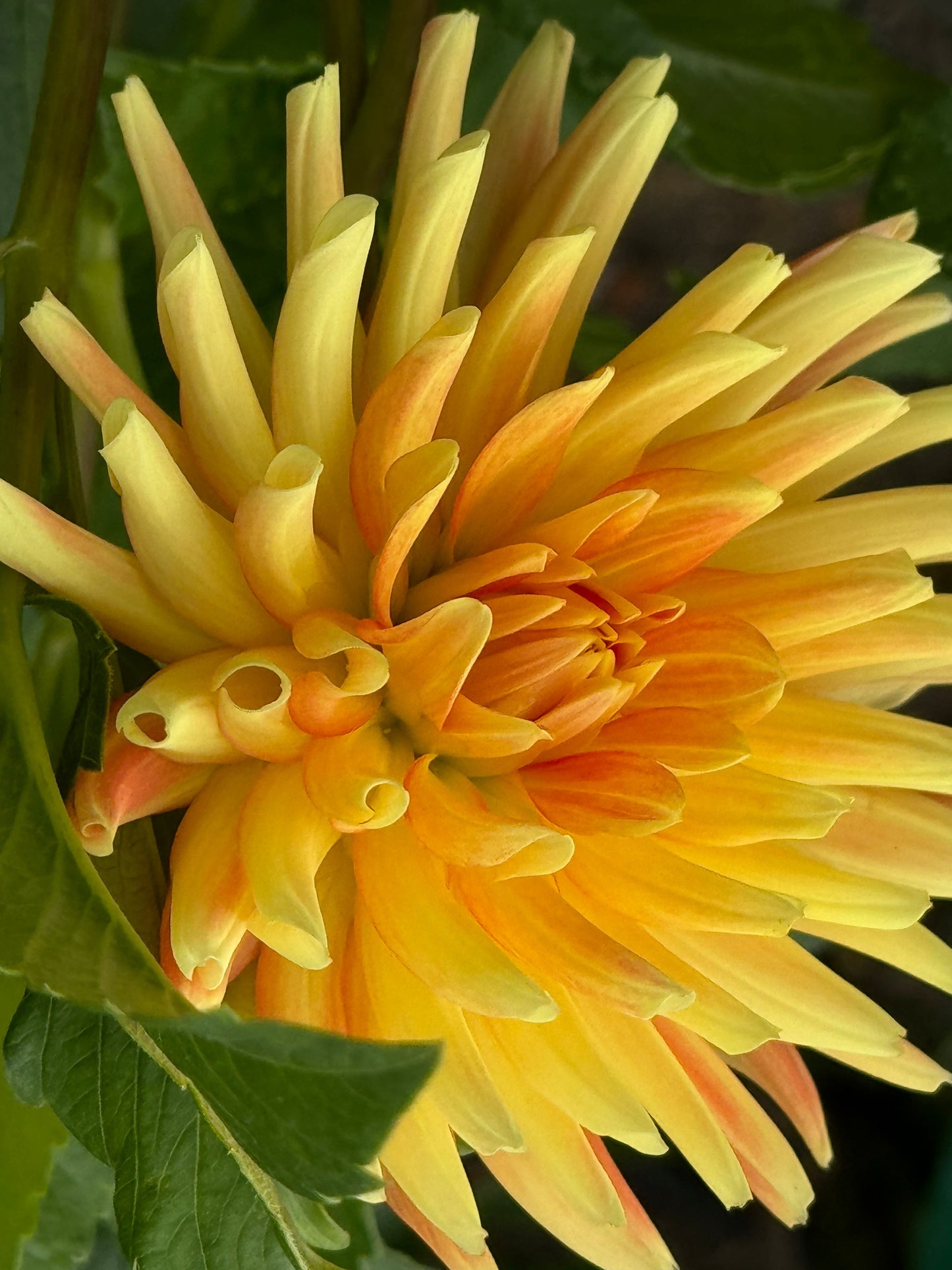 Allen’s Shockwave Dahlia