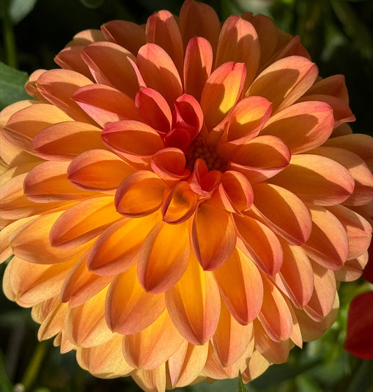 Chimacum Sam Dahlia