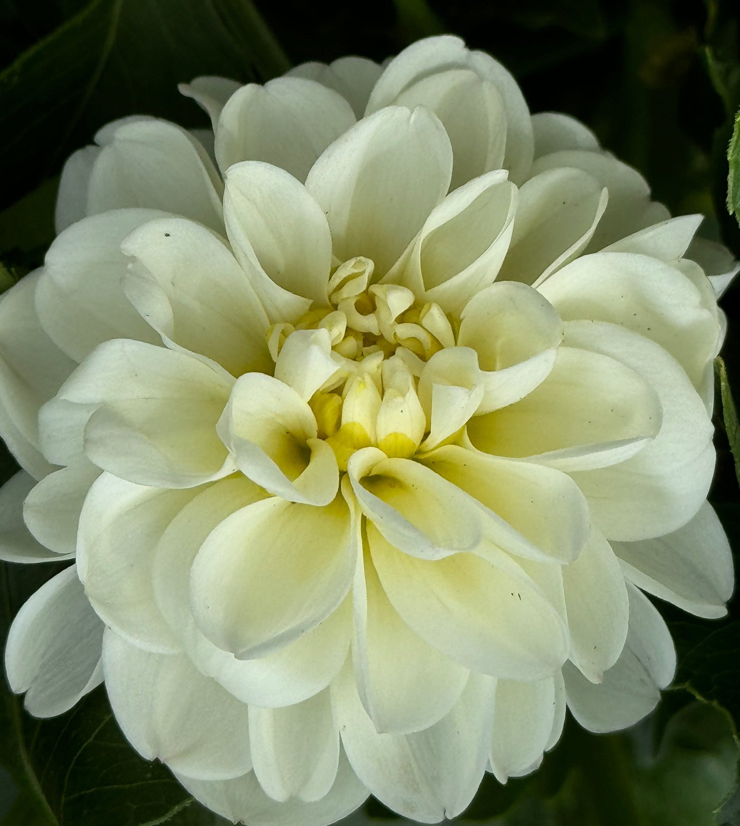 White Irene Dahlia