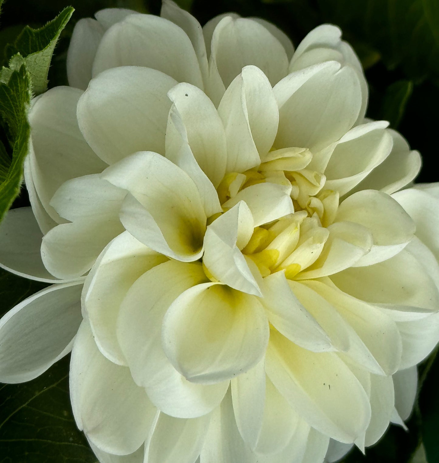 White Irene Dahlia