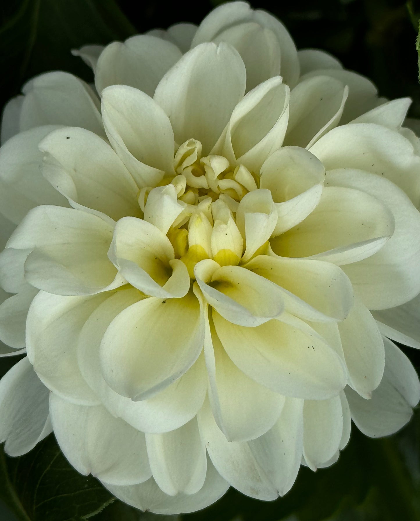 White Irene Dahlia