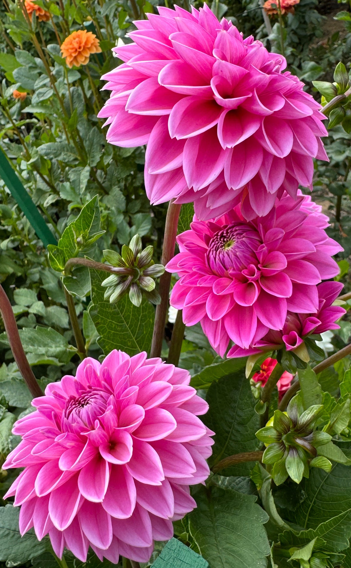 Pink Sylvia Dahlia