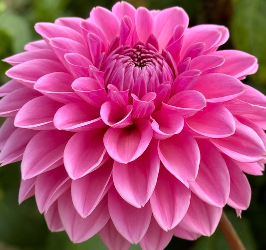 Pink Sylvia Dahlia