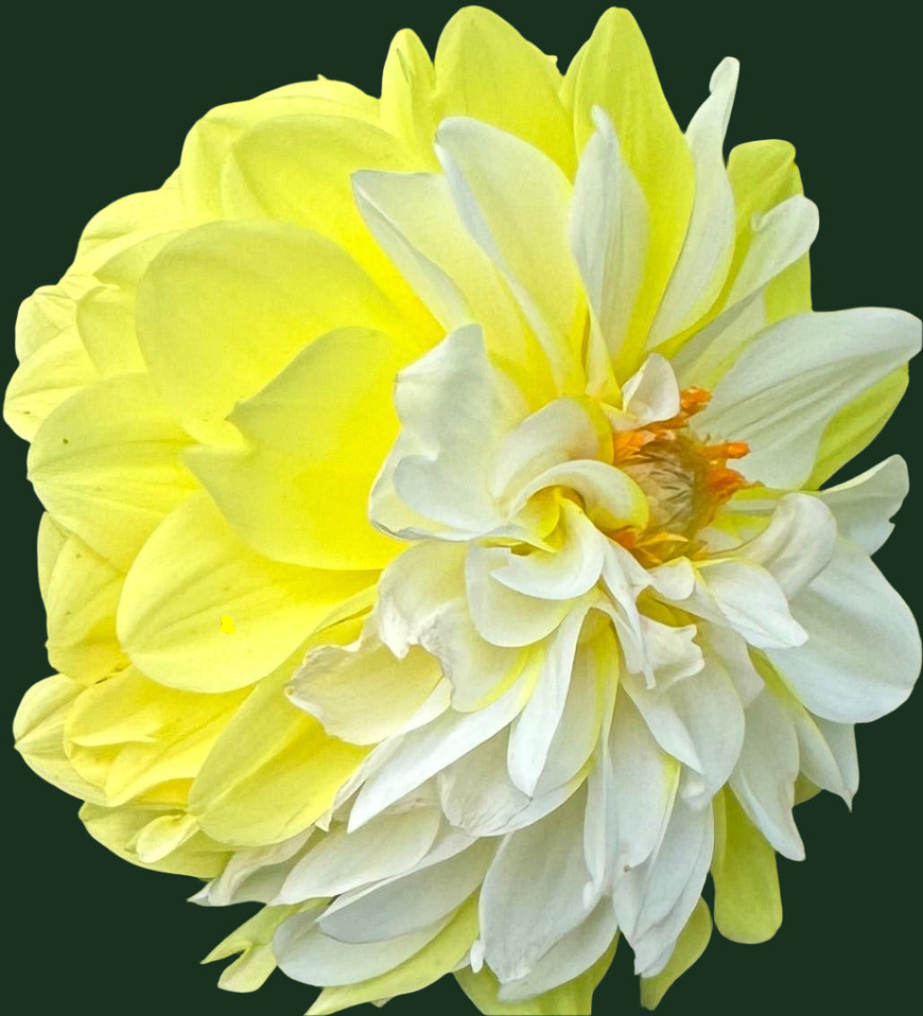 Ij Morning Shine Dahlia