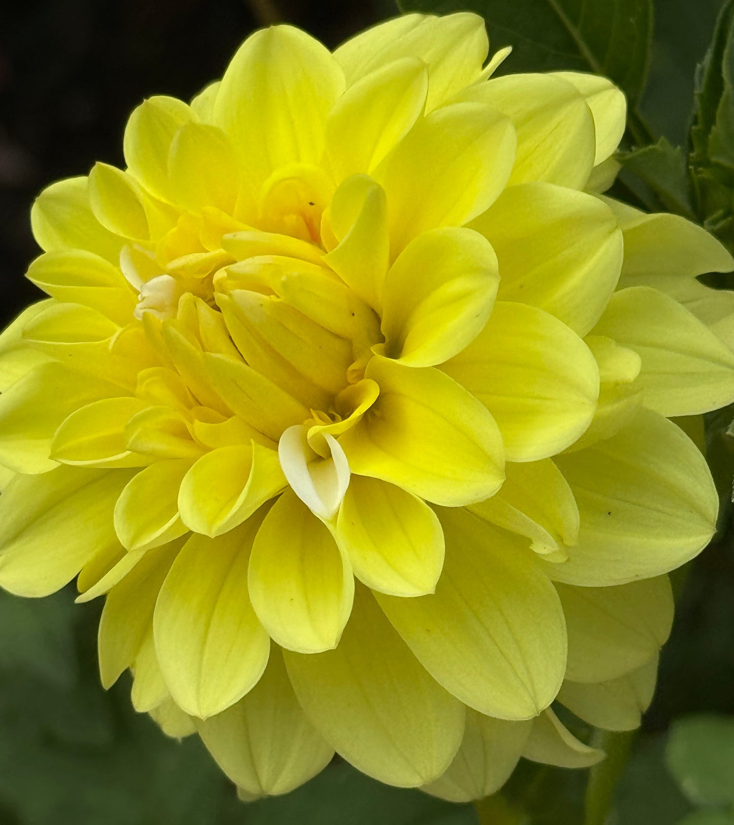 Ij Morning Shine Dahlia