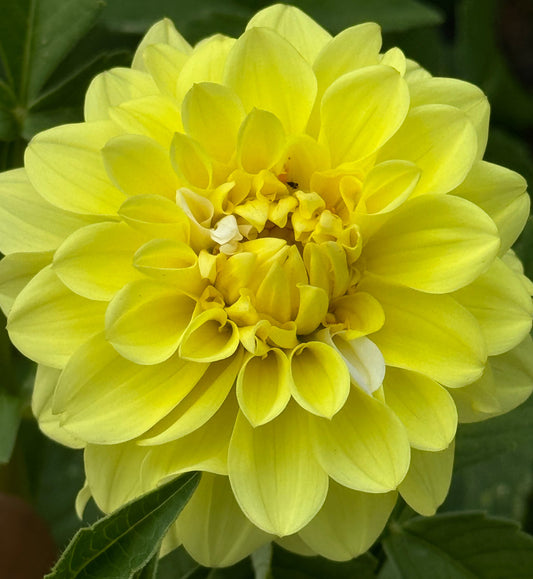 Ij Morning Shine Dahlia