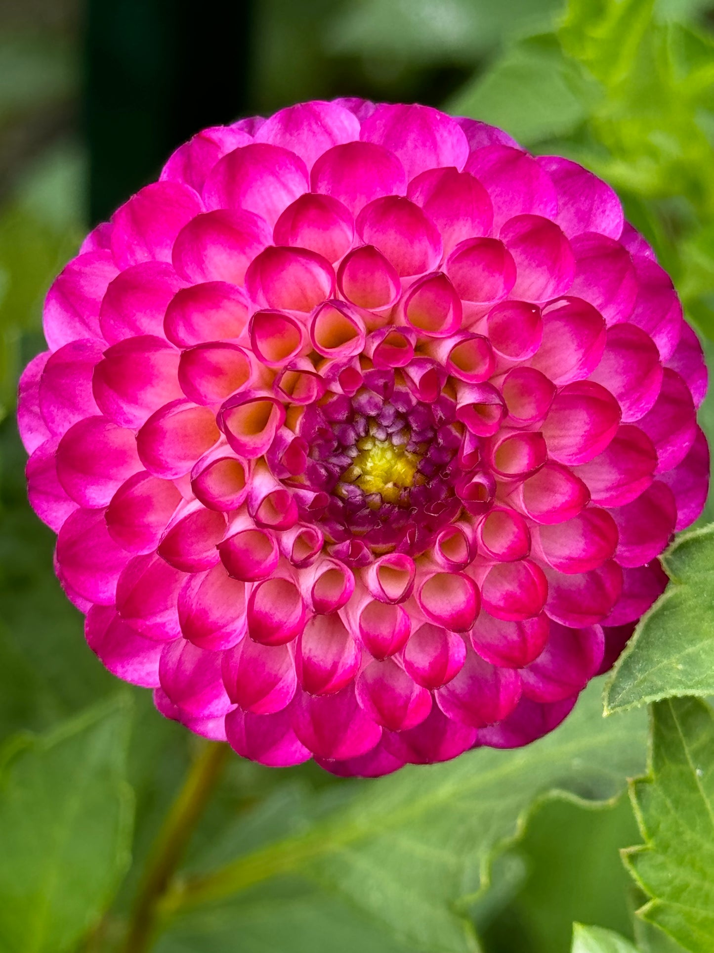 Irish Miss Dahlia
