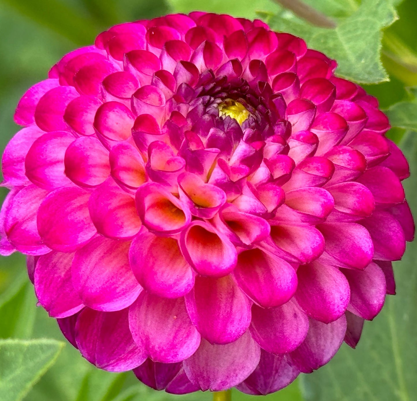 Irish Miss Dahlia