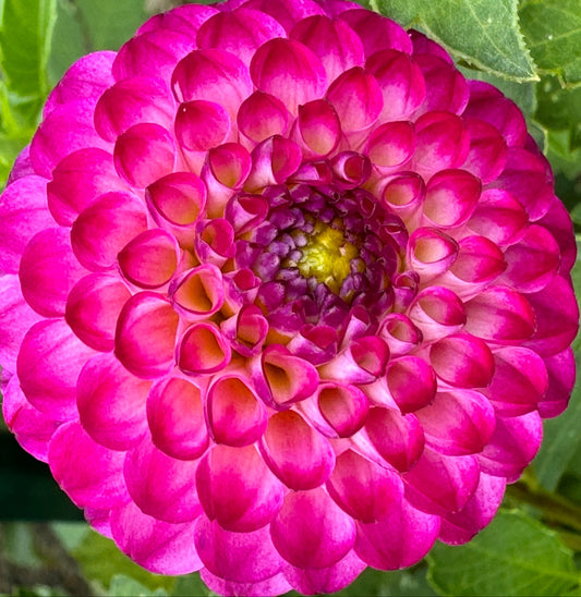 Irish Miss Dahlia