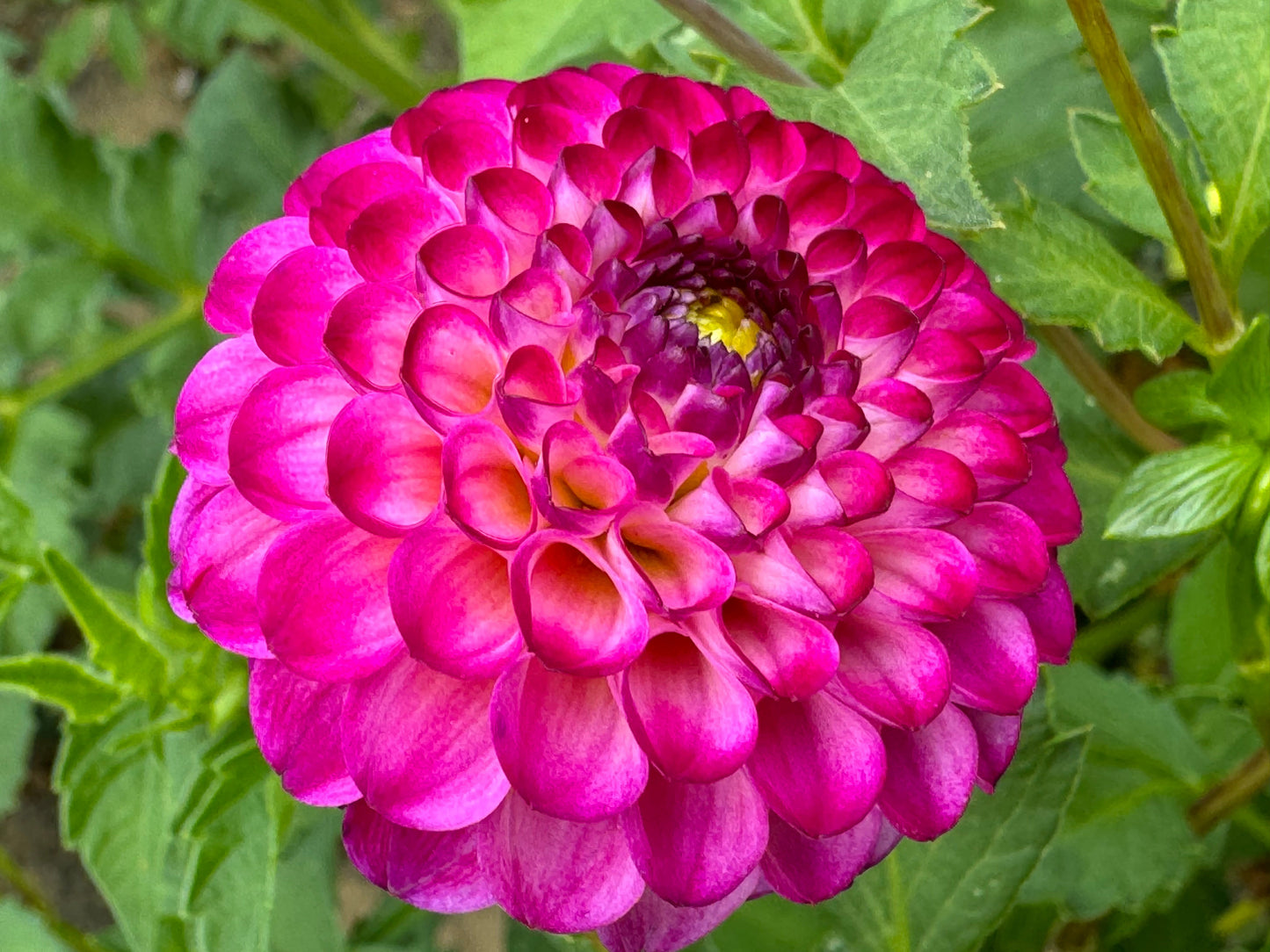 Irish Miss Dahlia