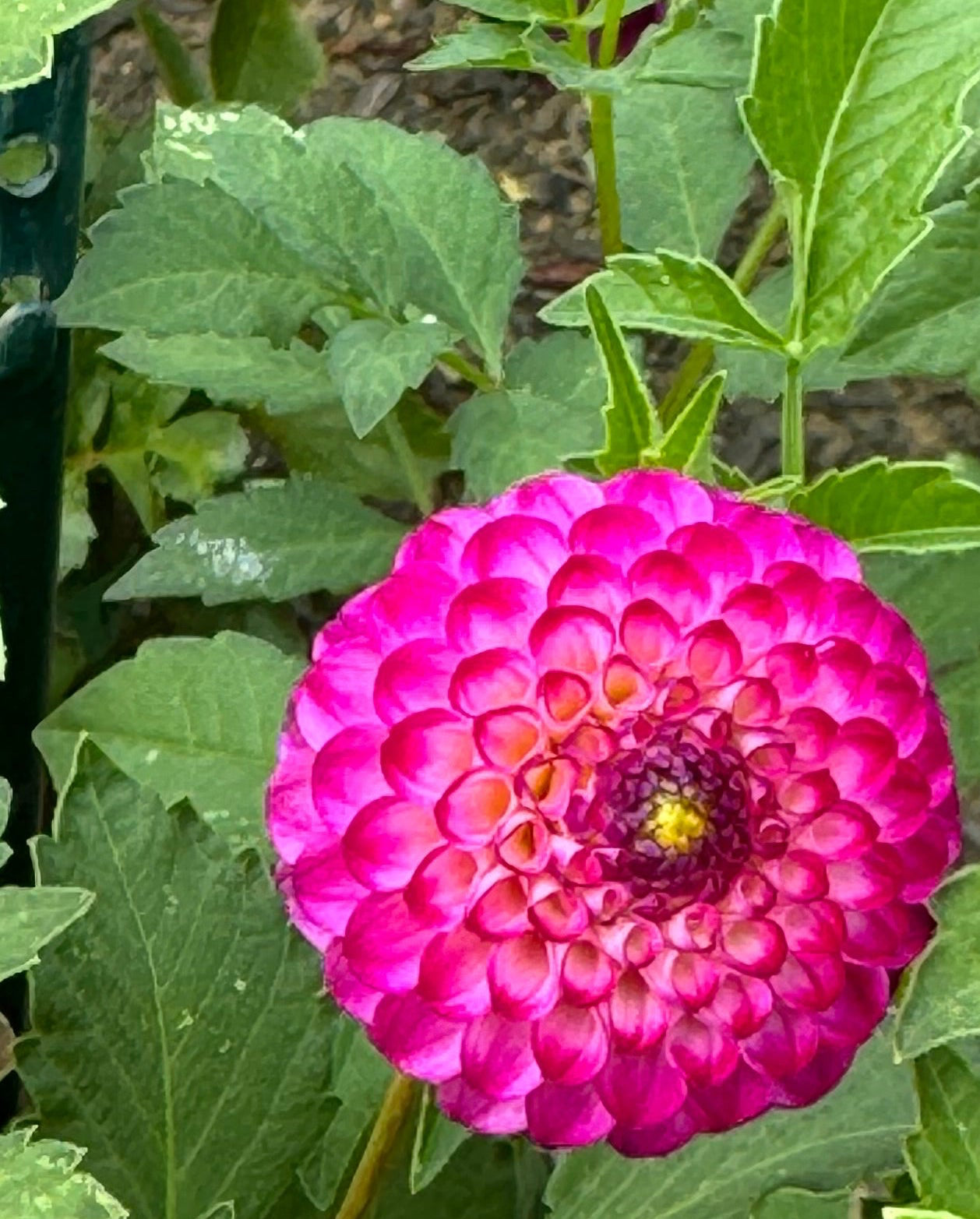 Irish Miss Dahlia