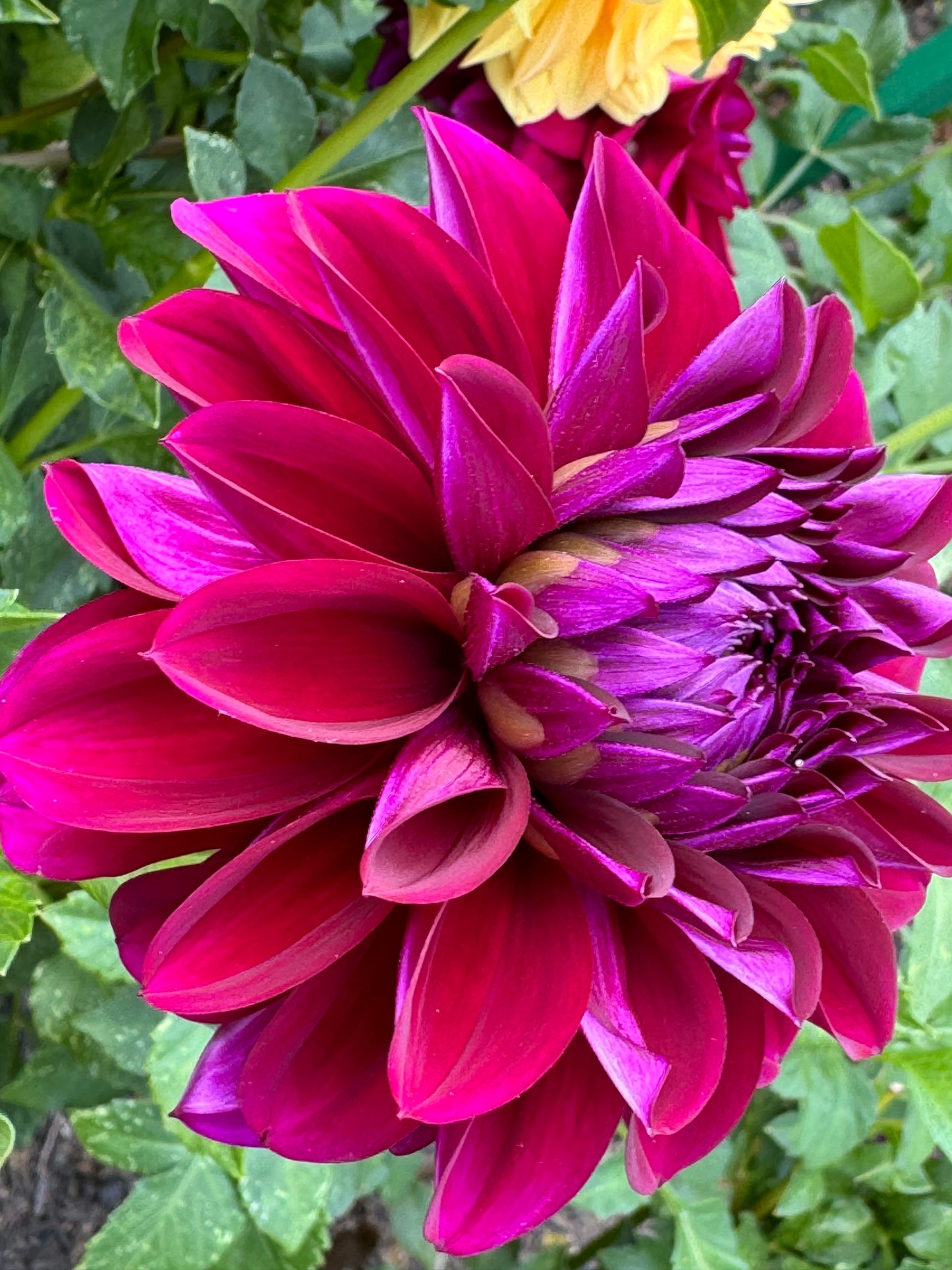 Purple Rain Dahlia