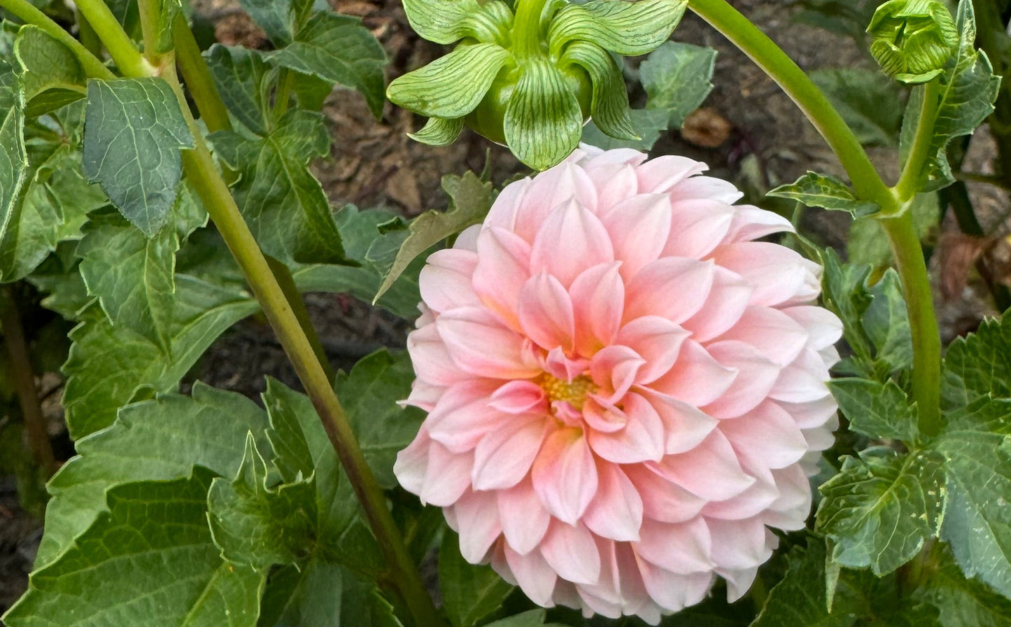 Peaches N Cream Dahlia