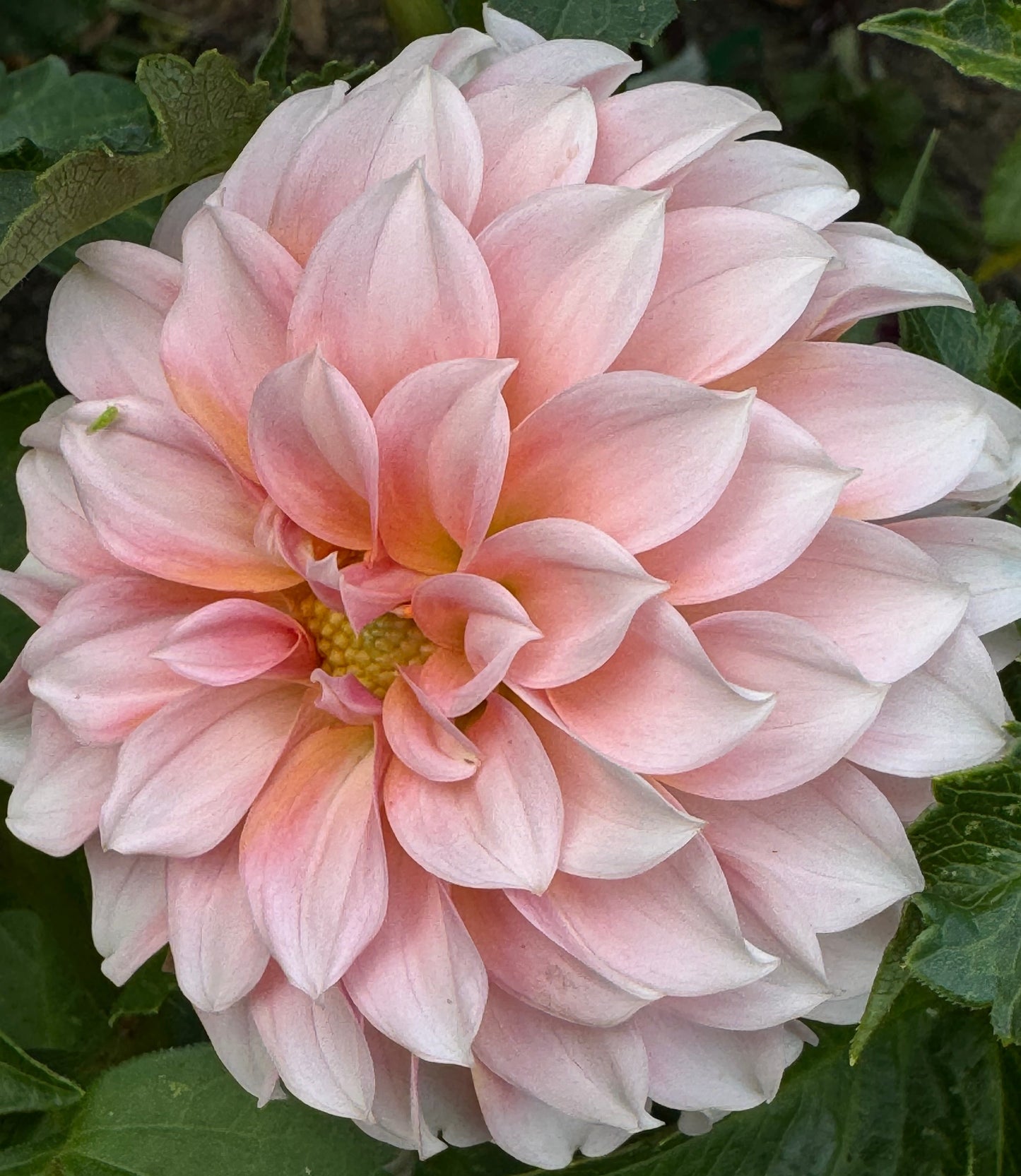Peaches N Cream Dahlia