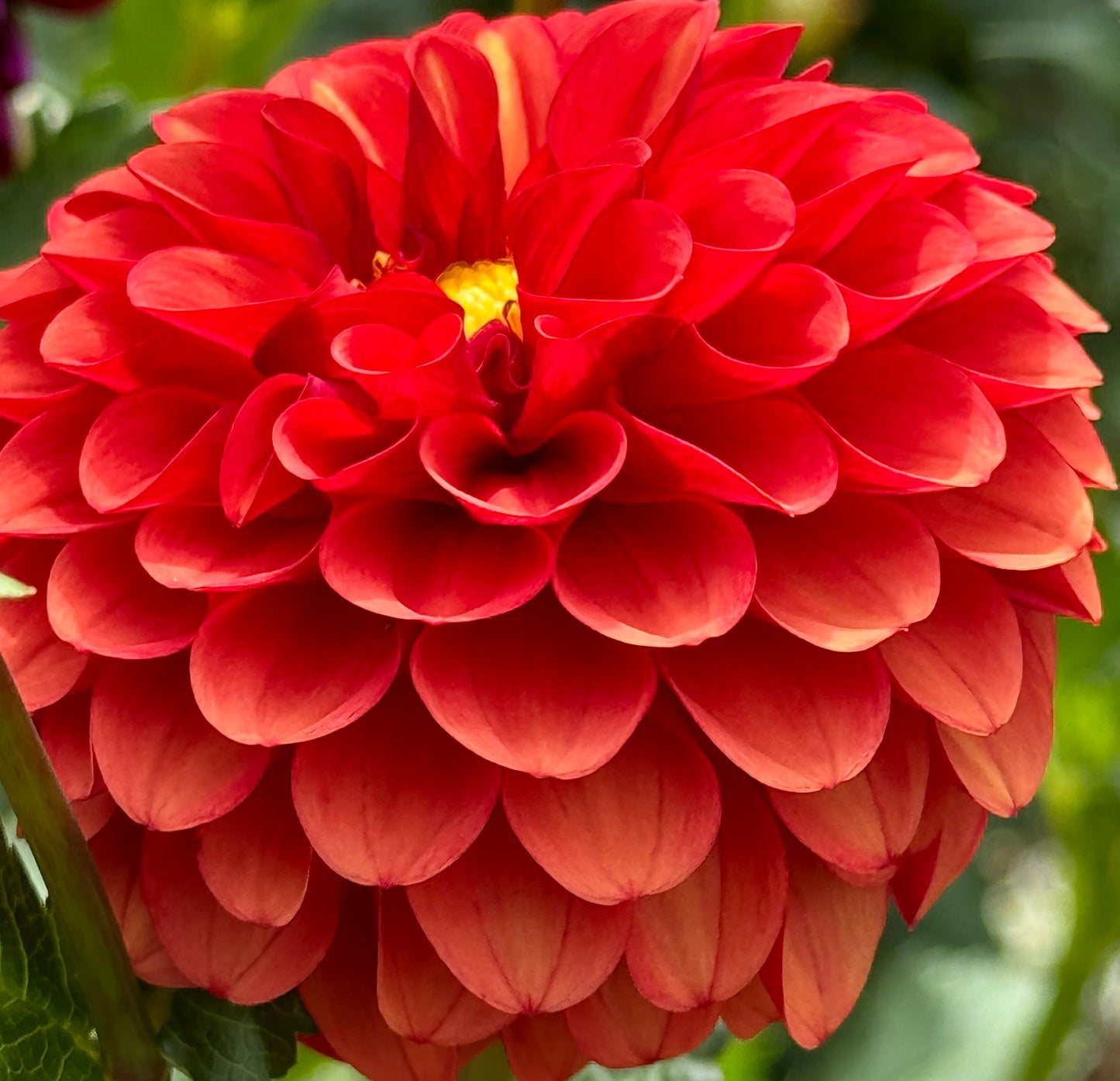 Brown Sugar Dahlia