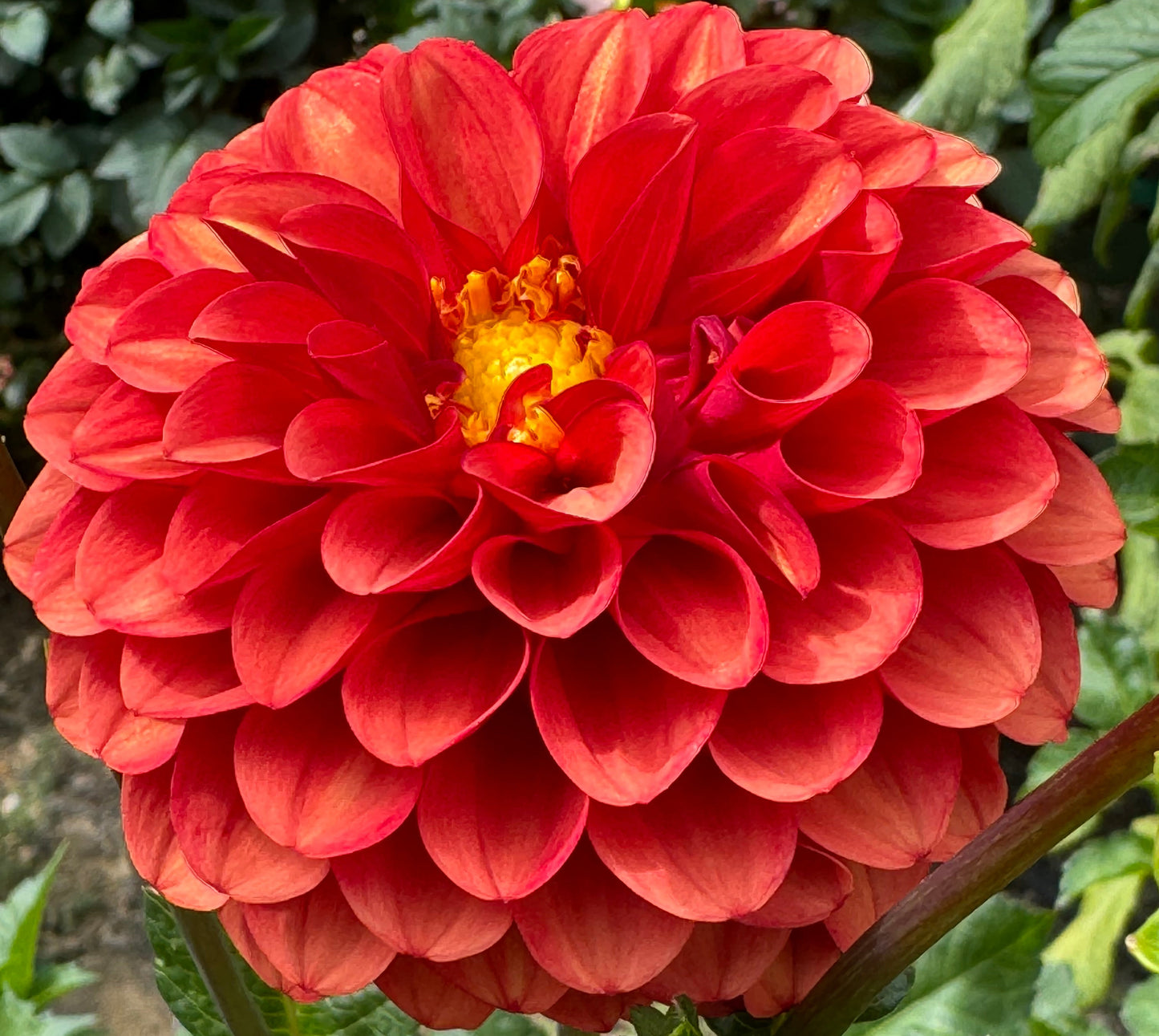 Brown Sugar Dahlia