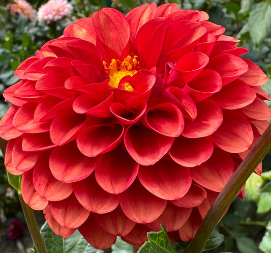 Brown Sugar Dahlia