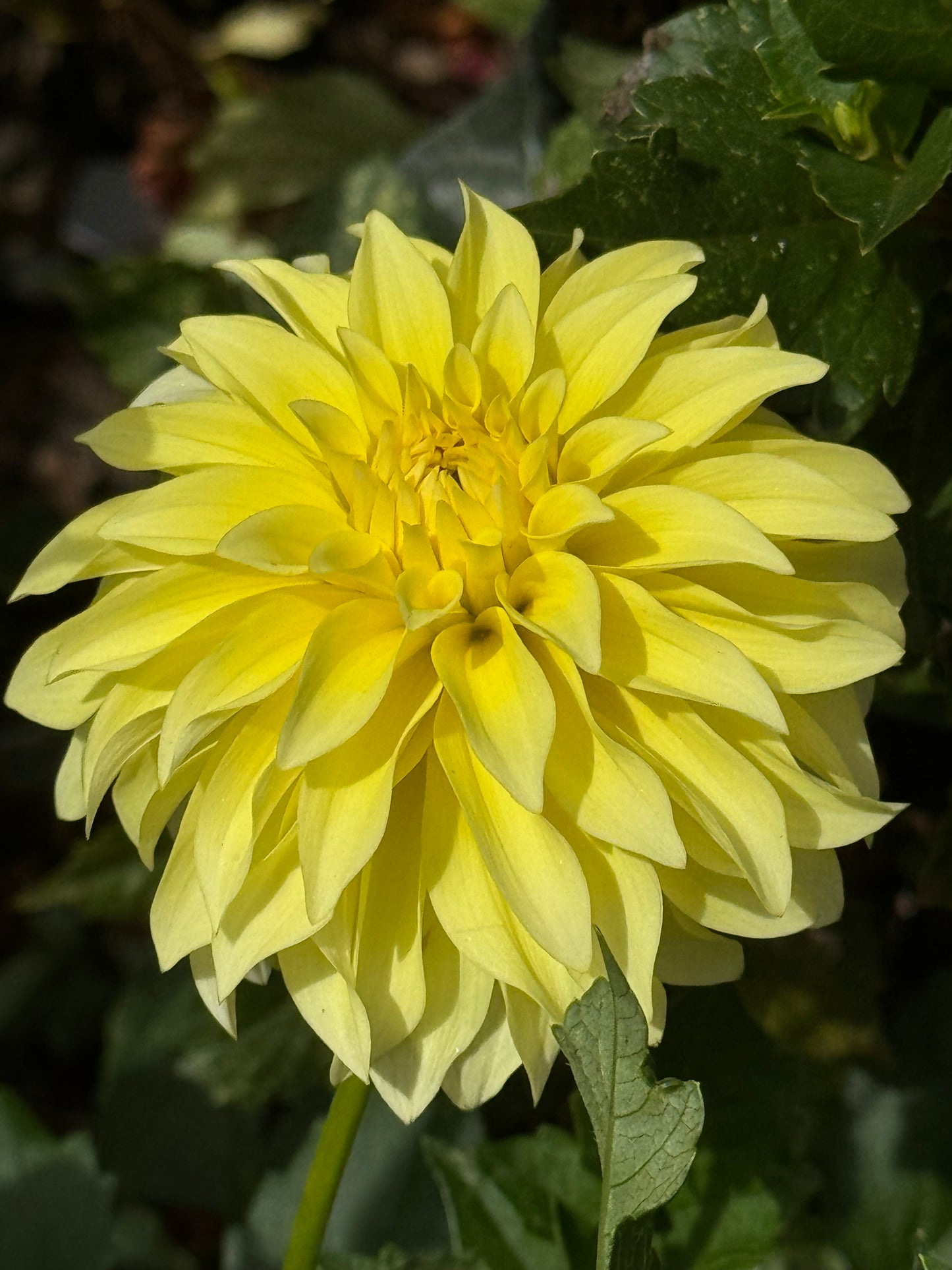 Lakeview Lemon Drop Dahlia