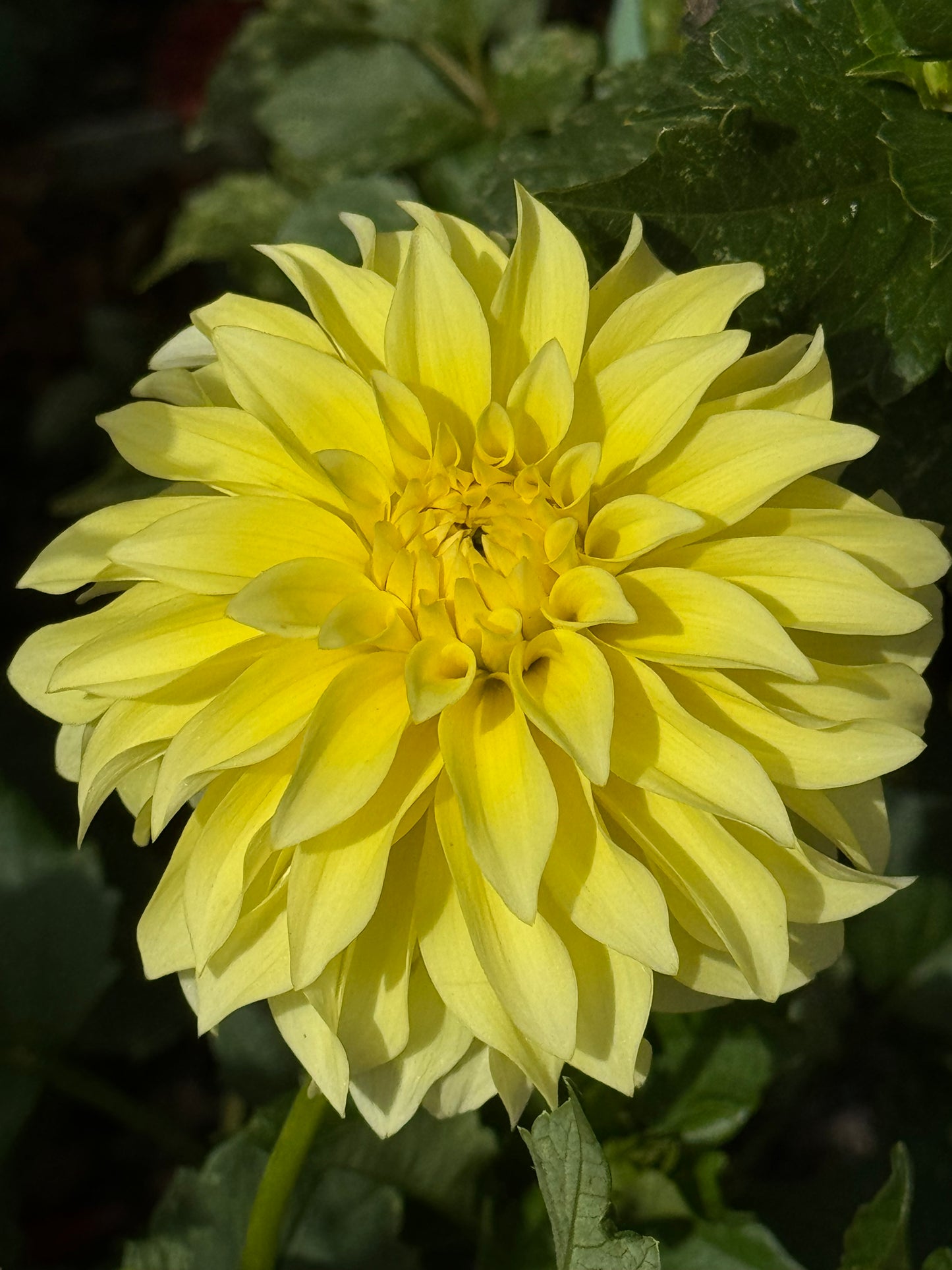 Lakeview Lemon Drop Dahlia