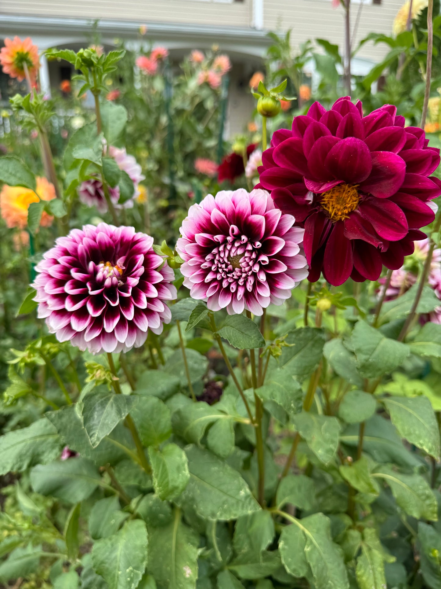 Tomo Dahlia