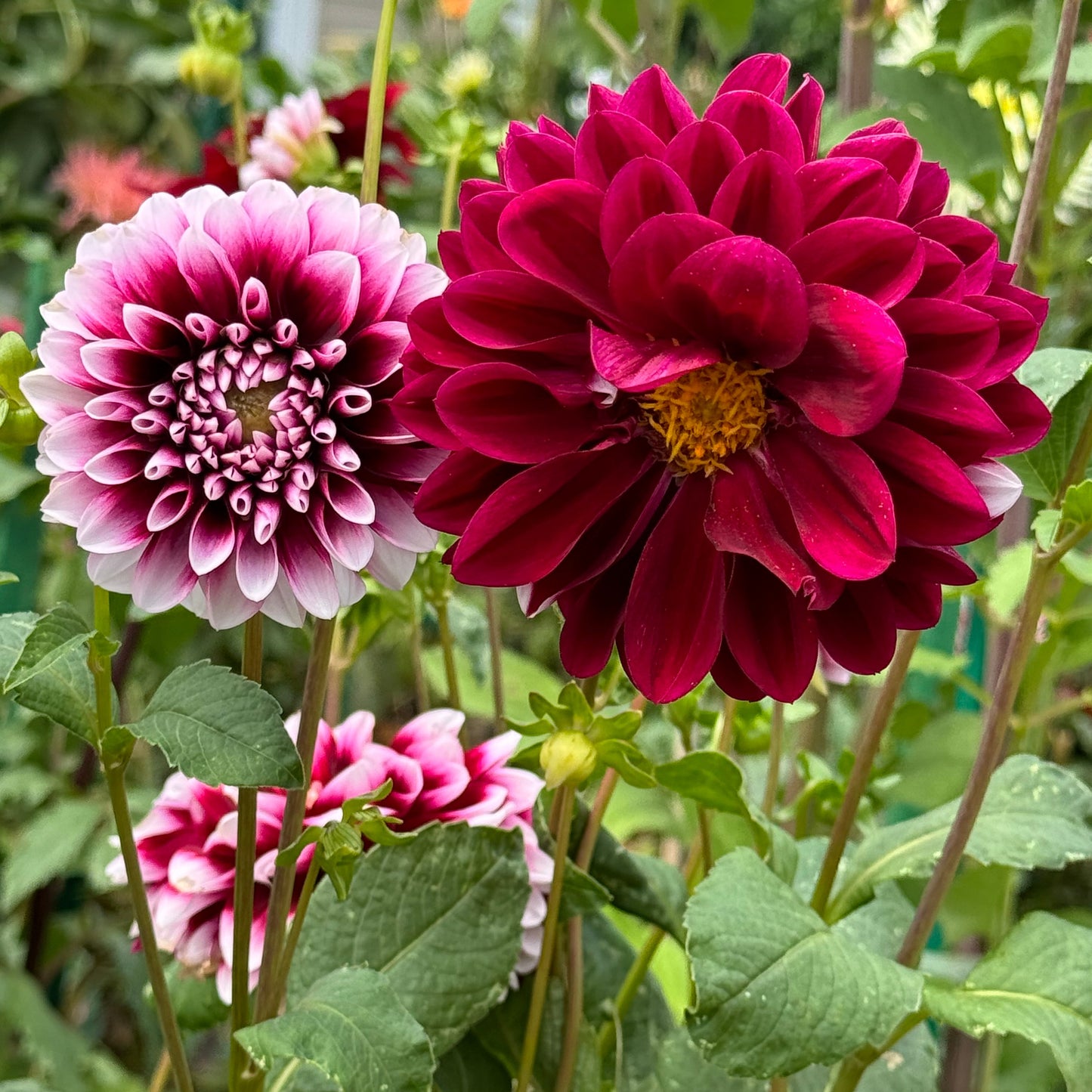 Tomo Dahlia