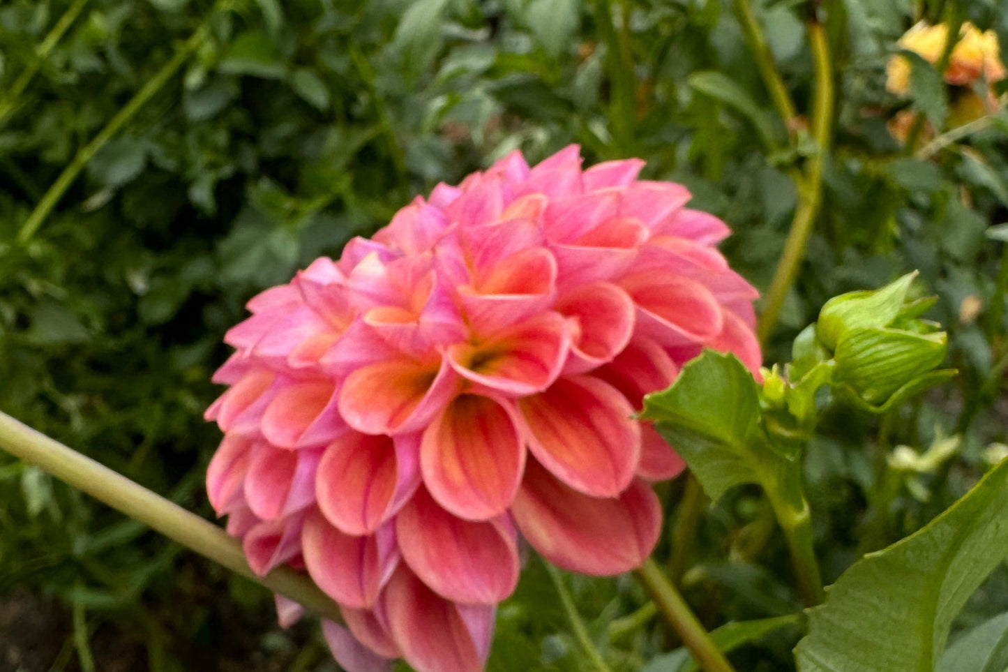 Jabberbox Dahlia