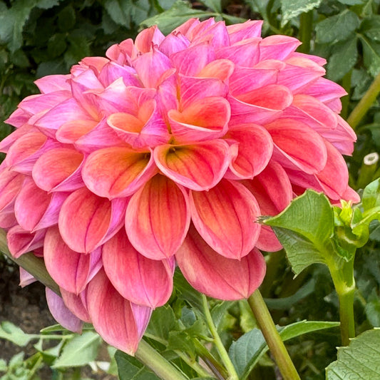 Jabberbox Dahlia