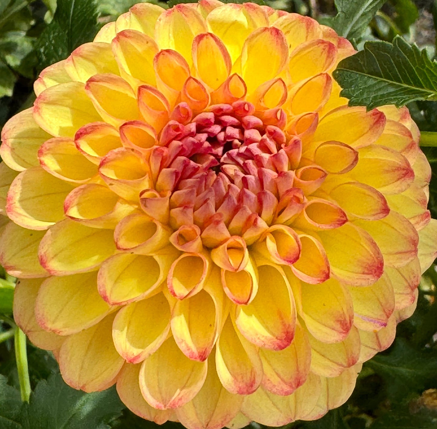 Camano Mordo Dahlia