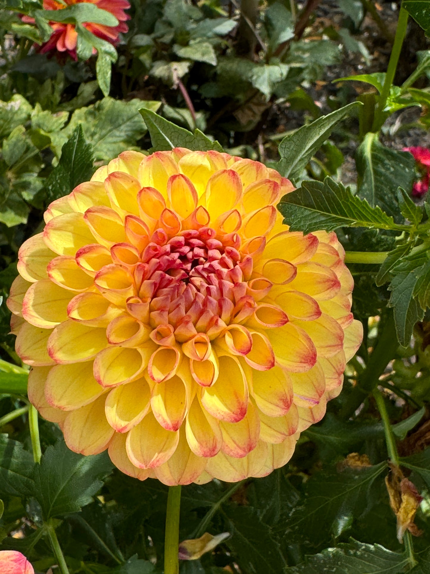 Sunny Boy Dahlia