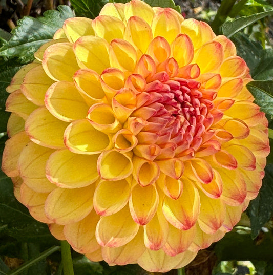 Camano Mordo Dahlia