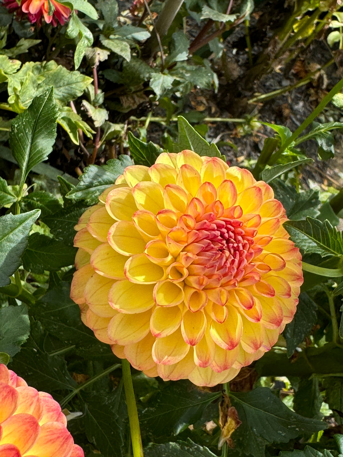 Sunny Boy Dahlia